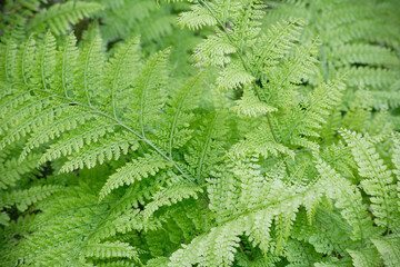 シェードガーデンのクサソテツ