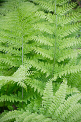 シェードガーデンのクサソテツ