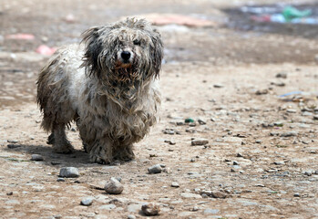 stray dog