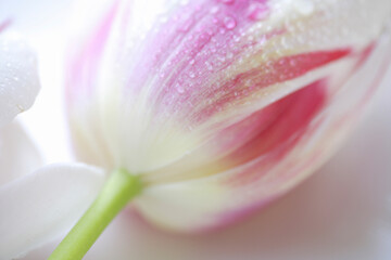 Fototapeta premium 紅白のマーブル色のチューリップ