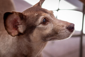 Obraz premium cachorro