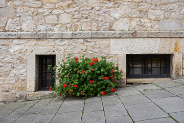 Fototapeta na wymiar Bush with bright red flowers on the street with a stone wall and basement windows