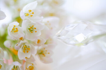 小さい白い花のアリュームのブーケ