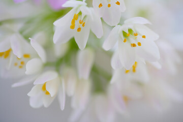 Fototapeta na wymiar 小さい白い花のアリュームのブーケ