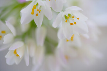 小さい白い花のアリュームのブーケ