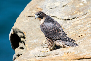Peregrine Falcon perched on sandstone cliffs