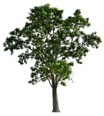 The tree that is completely separated from the background with the delicateness Can be used in many ways Has a scientific name Azadirachta indica