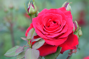 バラのクローズアップ