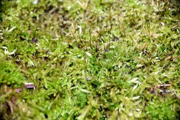 Selective focus of wet moss close-up. Natural background
