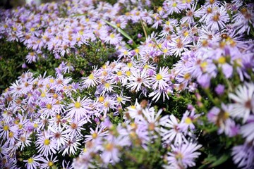 Selective focus of autumn flower Aster alpinus (blue alpine daisy) under sunlight. Russian Far East