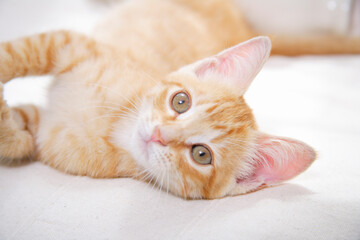 じゃれて寝ころぶ子猫