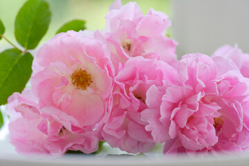 薔薇のクローズアップ