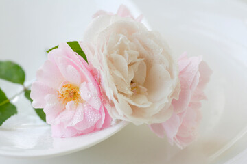 薔薇のクローズアップ