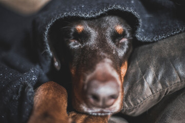 A doberman dog cuddles on the couch under a wooden blanket