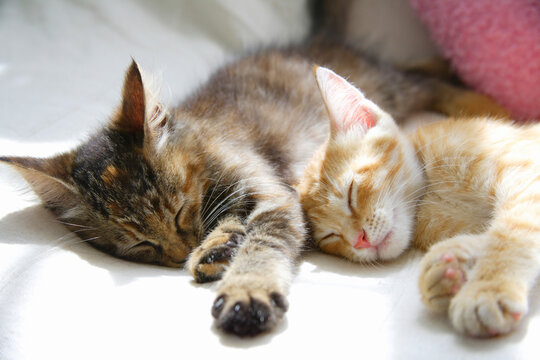 二匹の仲良し子猫の昼寝