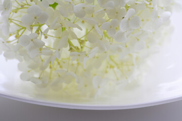 クローズアップされた白い花アナベル