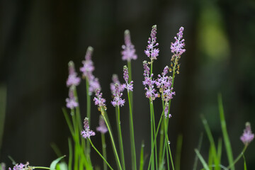 道端に咲いていたツルボ