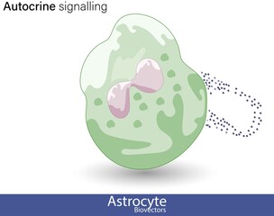 vector eps of Autocrine cell signaling by hormone molecules 