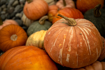 Atlantic Giant Pumpkins (Cucurbita maxima) on rustic display