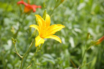 鮮やかに咲く黄色いキスゲ