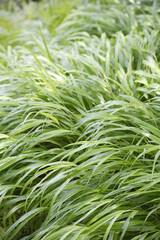 風になびく緑のフウチソウ