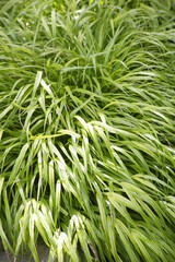 風になびく緑のフウチソウ