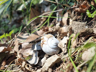 Obraz premium OLYMPUS DIGITAL CAMERA