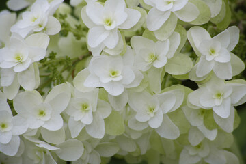 カシワバアジサイ