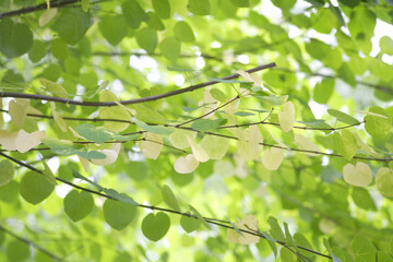 ナチュラルガーデン新緑のカツラ