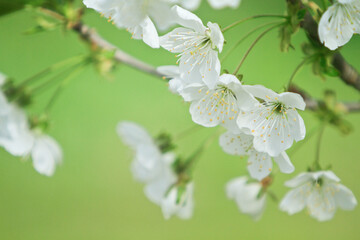 sour cherry branch in bloom