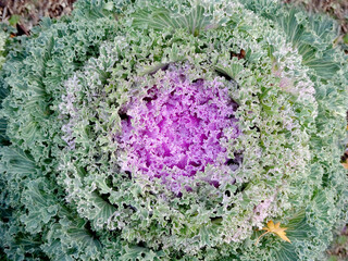 abstract natural background pink and green ornamental cabbage, autumn harvest, selective focus