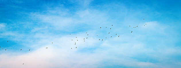 空と群れをなす鳥の背景テクスチャー