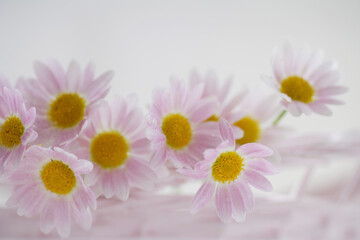 ピンクの籐の籠に入ったマーガレット