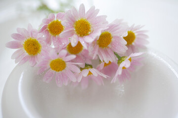 Fototapeta na wymiar ピンクの小さい花マーガレット
