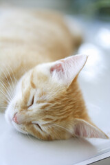 陽だまりで昼寝する猫