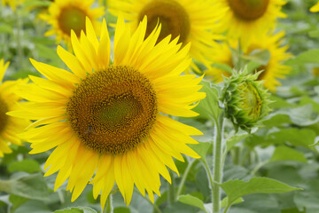 Fototapeta premium 大輪のひまわりのクローズアップ