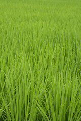 新緑の稲