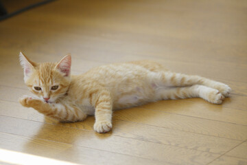 リビングのフローリングで寛ぐ子猫