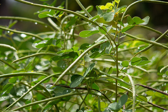 エビスグサ（胡草、恵比須草、夷草、英名: Oriental senna、学名：Senna obtusifolia）、種子はケツメイシと呼ぶ。生薬原料。日本、9月撮影