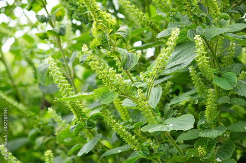 エゴマ 荏胡麻 学名 Perilla Frutescens の穂と花 食用油の原料 日本 9月 Wall Mural Mimi Tokyo エゴマ 荏胡麻 学名 Perilla Frutescens の穂と花 食用油の原料 日本 9月 Wall Mural Mimi Tokyo