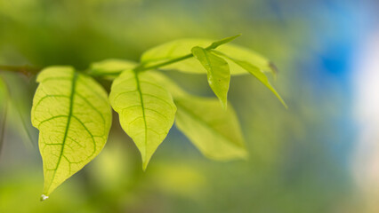 Green leaf, Blur background have copy space.