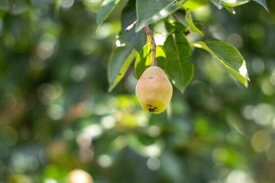 Peras org&aacute;nicas en &aacute;rbol, huerto.
