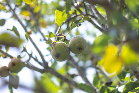 Peras org&aacute;nicas en &aacute;rbol, huerto.