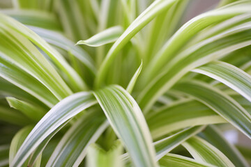 観葉植物のオリヅルラン