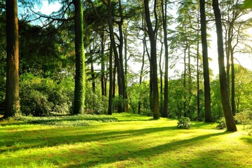 forest full of trees lit by the sunset light, twitlight, wood, shadows, evening, landscape