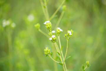 ステビア（学名：Stevia rebaudiana　英名：sweetleaf）：甘味料の原料、南米の植物	、白い花が咲いた状態