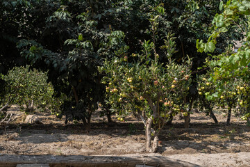 Planta de Árbol de Manzana Roja y Verde 