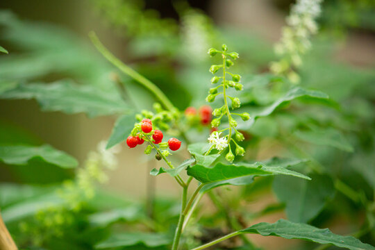 Rivina Humilis Images Browse 107 Stock Photos Vectors And Video Adobe Stock