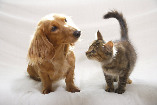 ソファーの上の仲良しダックスと子猫