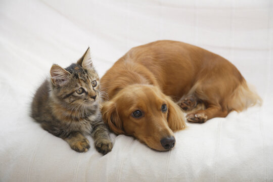 ソファーの上の仲良しダックスと子猫